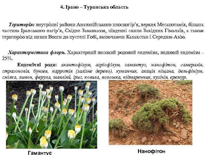 4. Ірано – Туранська область Територія: внутрішні райони Анатолійського плоскогір’я, верхня Месапотамія, більша частина