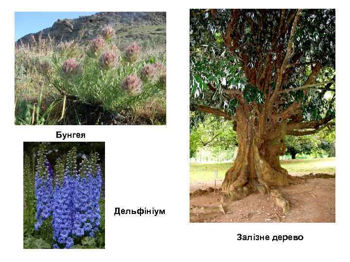 Бунгея Дельфініум Залізне дерево 