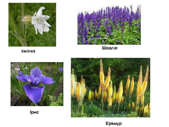 смілка Шавлія Ірис Еремур 