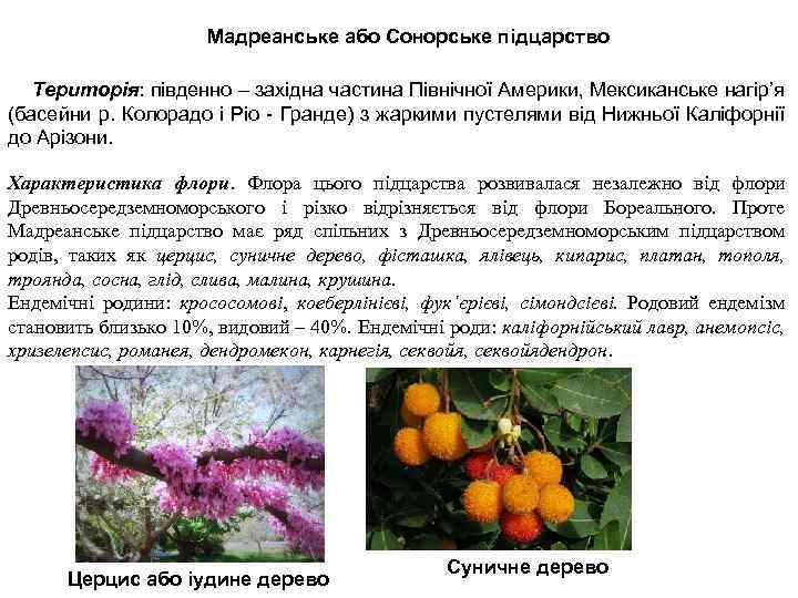 Мадреанське або Сонорське підцарство Територія: південно – західна частина Північної Америки, Мексиканське нагір’я (басейни