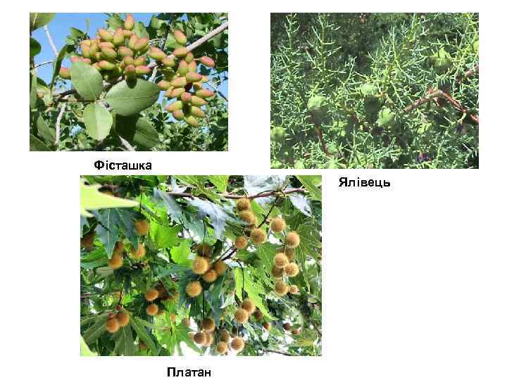 Фісташка Ялівець Платан 