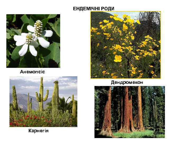 ЕНДЕМІЧНІ РОДИ Анемопсіс Дендромекон Карнегія 
