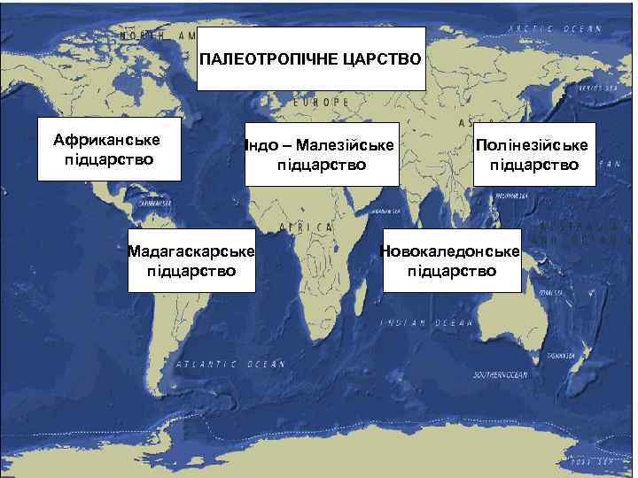 ПАЛЕОТРОПІЧНЕ ЦАРСТВО Африканське підцарство Індо – Малезійське підцарство Мадагаскарське підцарство Полінезійське підцарство Новокаледонське підцарство