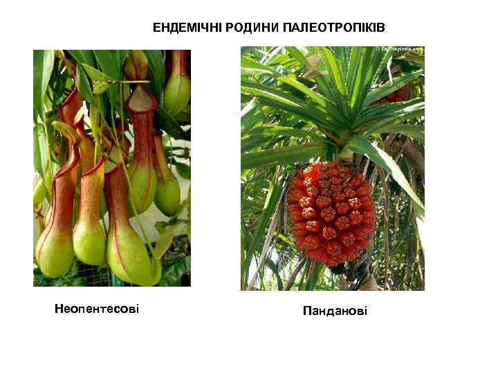 ЕНДЕМІЧНІ РОДИНИ ПАЛЕОТРОПІКІВ Неопентесові Панданові 