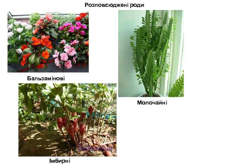 Розповсюджені роди Бальзамінові Молочайні Імбирні 