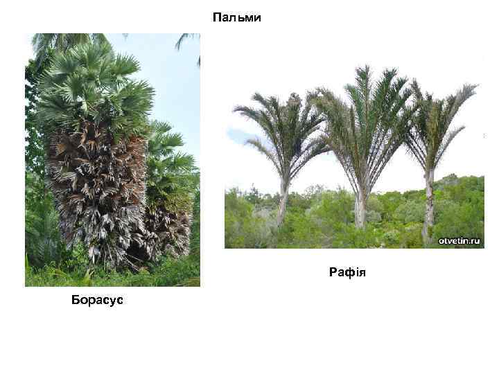 Пальми Рафія Борасус 