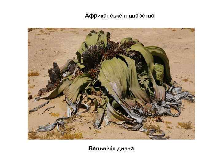 Африканське підцарство Вельвічія дивна 