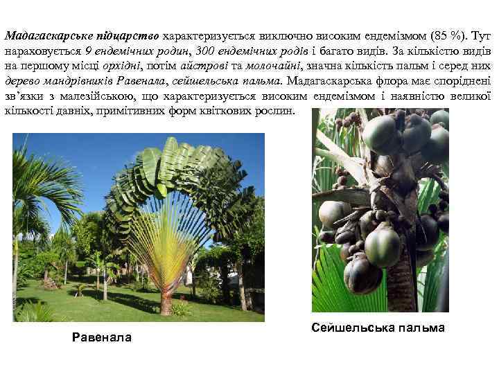 Мадагаскарське підцарство характеризується виключно високим ендемізмом (85 %). Тут нараховується 9 ендемічних родин, 300