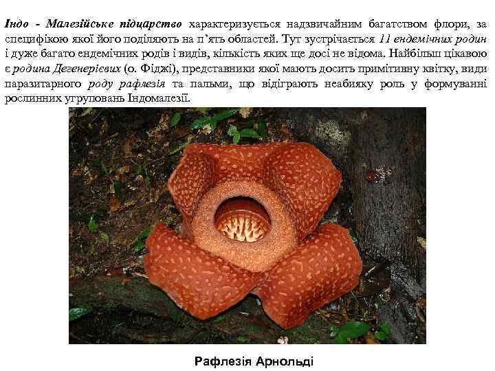 Індо - Малезійське підцарство характеризується надзвичайним багатством флори, за специфікою якої його поділяють на