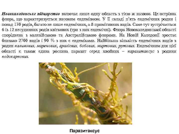 Новокаледонське підцарство включає лише одну область з тією ж назвою. Це острівна флора, що