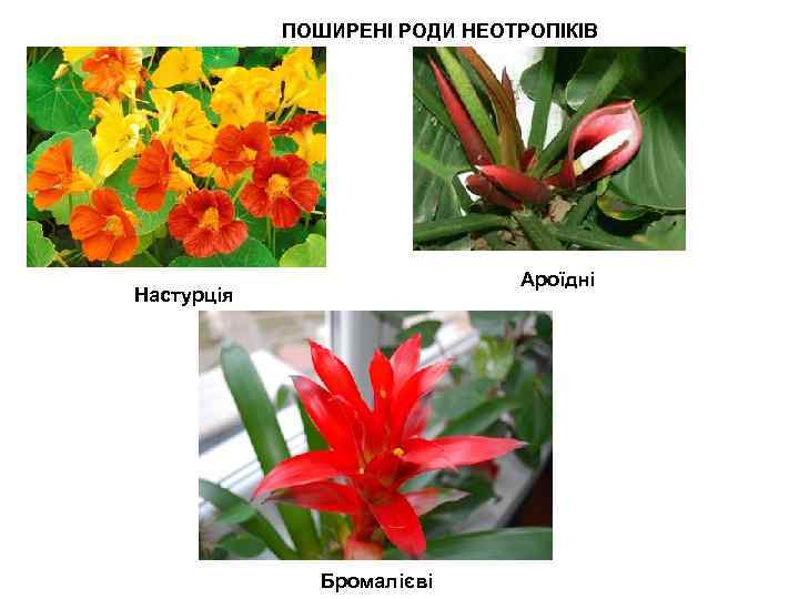 ПОШИРЕНІ РОДИ НЕОТРОПІКІВ Ароїдні Настурція Бромалієві 