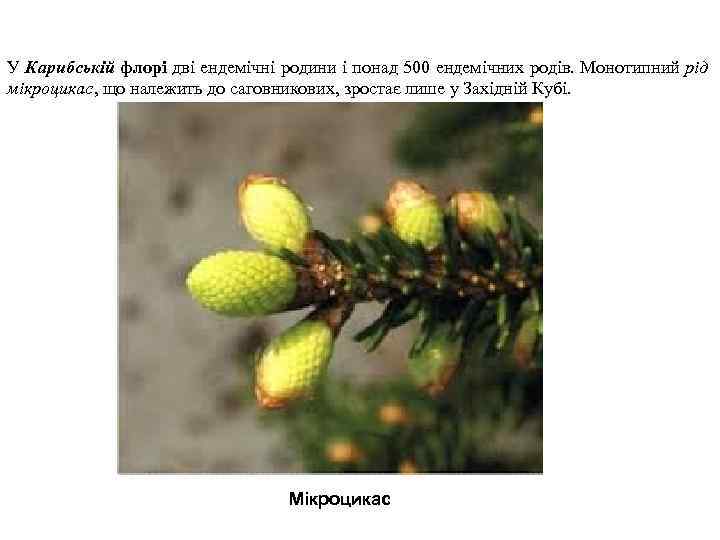 У Карибській флорі дві ендемічні родини і понад 500 ендемічних родів. Монотипний рід мікроцикас,