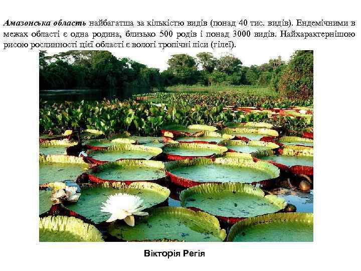 Амазонська область найбагатша за кількістю видів (понад 40 тис. видів). Ендемічними в межах області