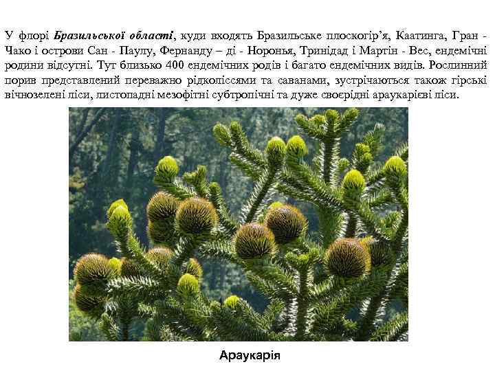 У флорі Бразильської області, куди входять Бразильське плоскогір’я, Каатинга, Гран Чако і острови Сан