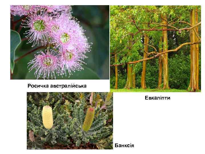 Росичка австралійська Евкаліпти Банксія 