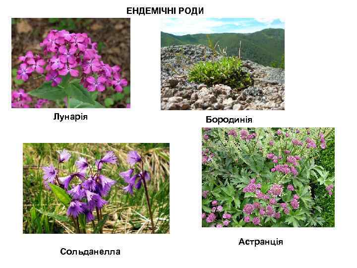 ЕНДЕМІЧНІ РОДИ Лунарія Сольданелла Бородинія Астранція 