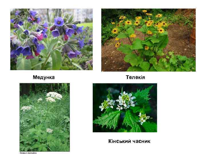 Медунка Телекія Кінський часник 