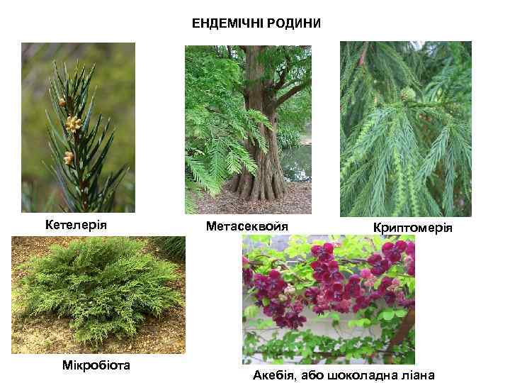 ЕНДЕМІЧНІ РОДИНИ Кетелерія Мікробіота Метасеквойя Криптомерія Акебія, або шоколадна ліана 