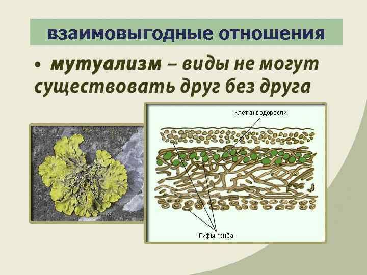 взаимовыгодные отношения 