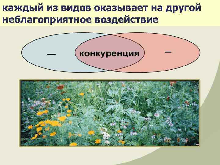 каждый из видов оказывает на другой неблагоприятное воздействие 