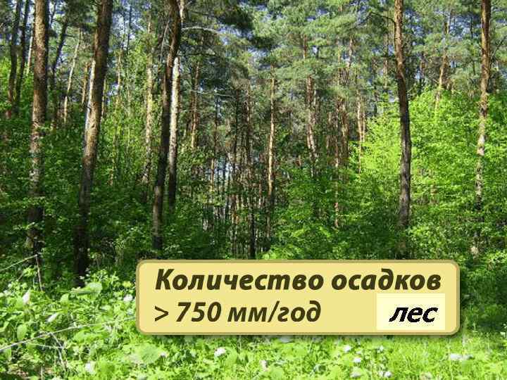 лес 