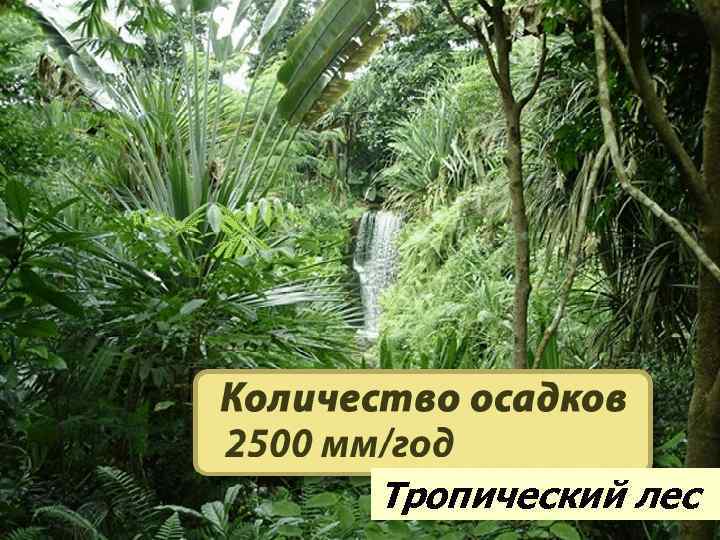 Тропический лес 