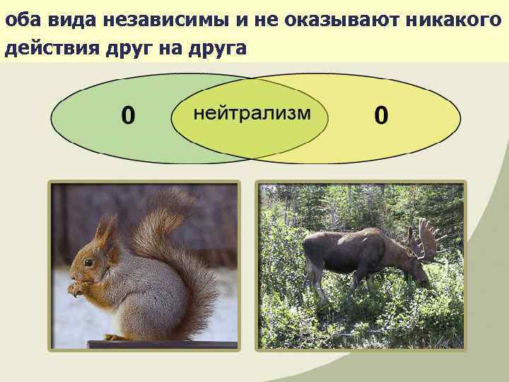 оба вида независимы и не оказывают никакого действия друг на друга 