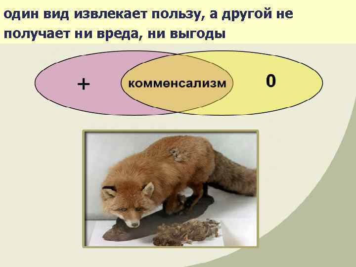 один вид извлекает пользу, а другой не получает ни вреда, ни выгоды 