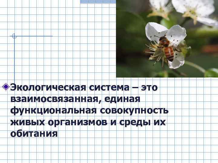 Экологическая система – это взаимосвязанная, единая функциональная совокупность живых организмов и среды их обитания