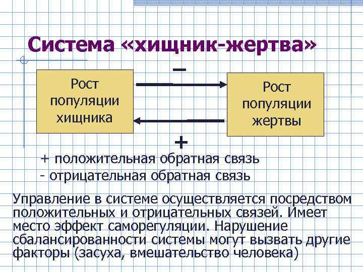 Система «хищник-жертва» – Рост популяции хищника Рост популяции жертвы + + положительная обратная связь