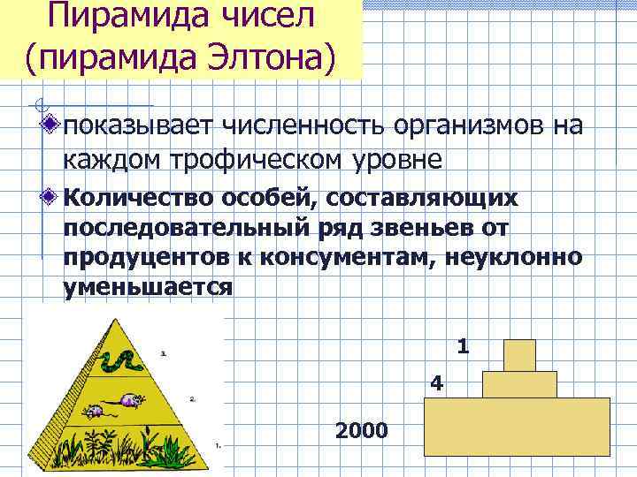 Пирамида чисел (пирамида Элтона) показывает численность организмов на каждом трофическом уровне Количество особей, составляющих