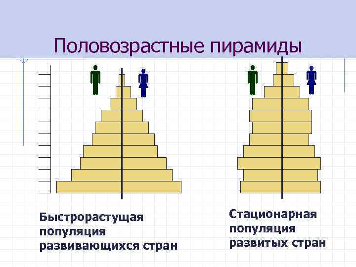 Половозрастные пирамиды Быстрорастущая популяция развивающихся стран Стационарная популяция развитых стран 