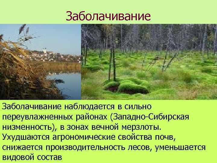 Заболачивание наблюдается в сильно переувлажненных районах (Западно-Сибирская низменность), в зонах вечной мерзлоты. Ухудшаются агрономические