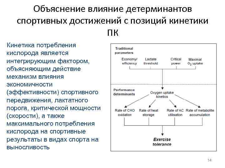 Объяснение влияние детерминантов спортивных достижений с позиций кинетики ПК Кинетика потребления кислорода является интегрирующим