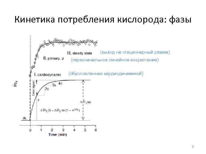 Кинетика потребления кислорода: фазы (выход на стационарный режим) (первоначальное линейное возрастание) (обусловленная кардиодинамикой) 3