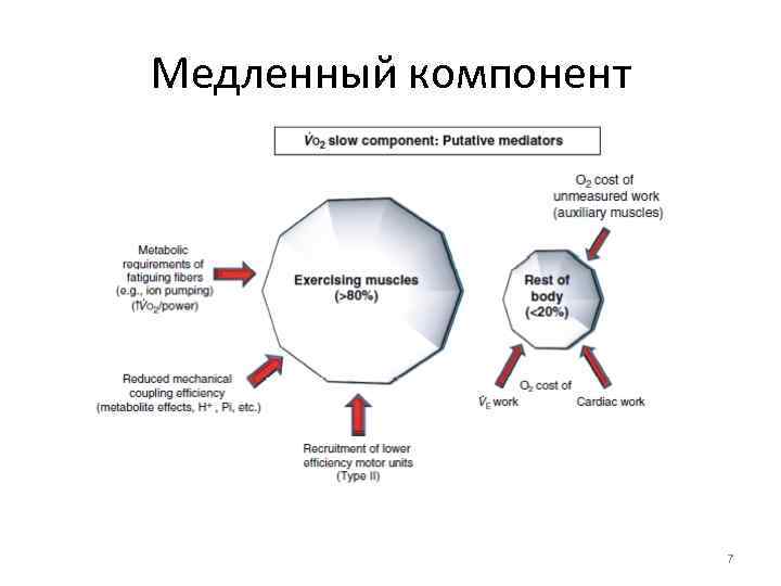 Медленный компонент 7 