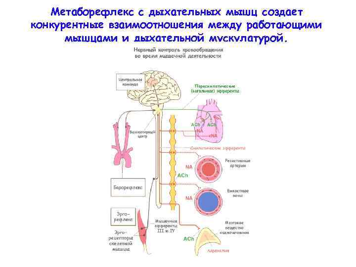 Метаборефлекс с дыхательных мышц создает конкурентные взаимоотношения между работающими мышцами и дыхательной мускулатурой. 