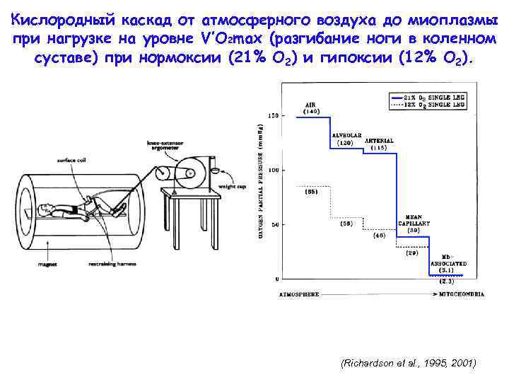 Кислородный каскад от атмосферного воздуха до миоплазмы при нагрузке на уровне V’O 2 max
