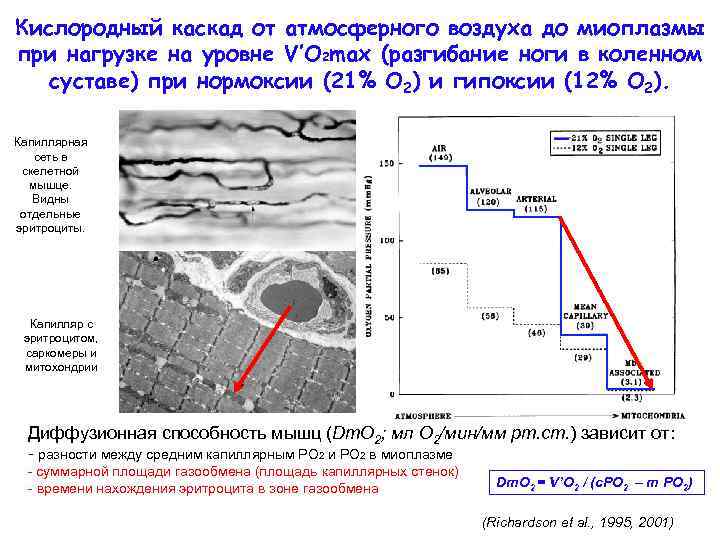 Кислородный каскад от атмосферного воздуха до миоплазмы при нагрузке на уровне V’O 2 max