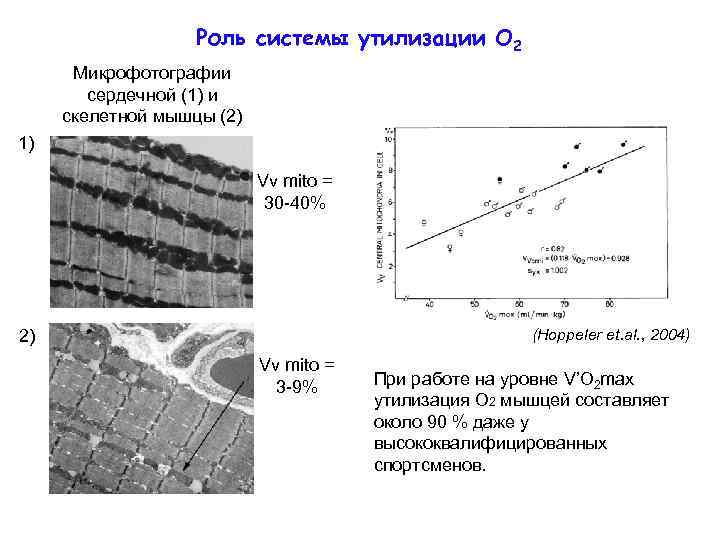 Роль системы утилизации О 2 Микрофотографии сердечной (1) и скелетной мышцы (2) 1) Vv