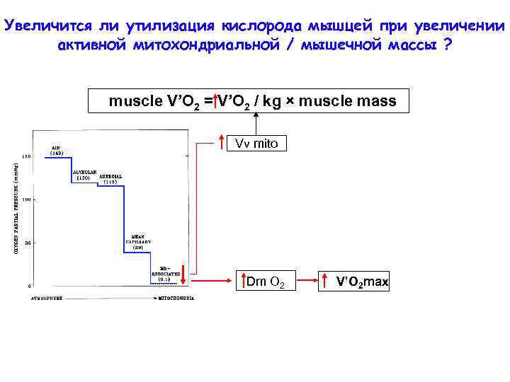 Увеличится ли утилизация кислорода мышцей при увеличении активной митохондриальной / мышечной массы ? muscle
