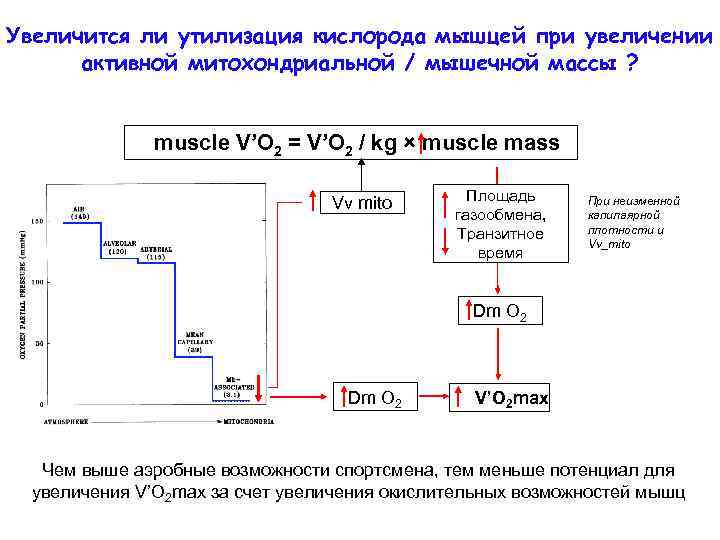 Увеличится ли утилизация кислорода мышцей при увеличении активной митохондриальной / мышечной массы ? muscle