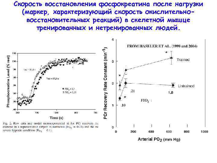 Скорость восстановления фосфокреатина после нагрузки (маркер, характеризующий скорость окислительновосстановительных реакций) в скелетной мышце тренированных