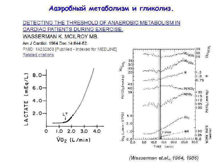 Ааэробный метаболизм и гликолиз. (Wasserman et. al. , 1964, 1986) 