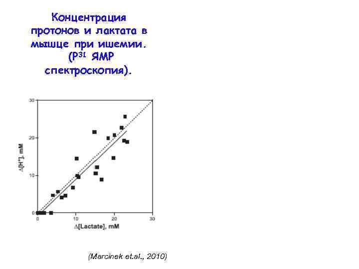 Концентрация протонов и лактата в мышце при ишемии. (Р 31 ЯМР спектроскопия). (Marcinek et.