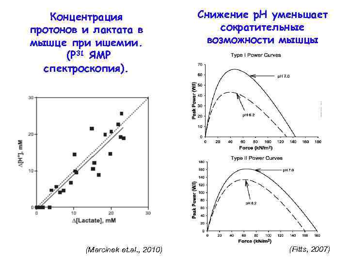 Концентрация протонов и лактата в мышце при ишемии. (Р 31 ЯМР спектроскопия). (Marcinek et.