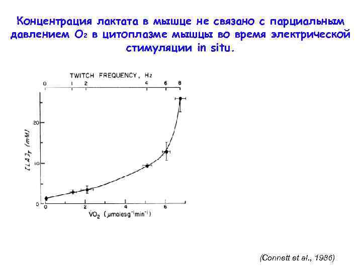 Концентрация лактата в мышце не связано с парциальным давлением O 2 в цитоплазме мышцы