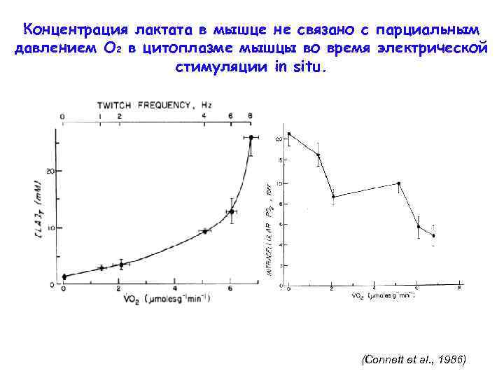 Концентрация лактата в мышце не связано с парциальным давлением O 2 в цитоплазме мышцы