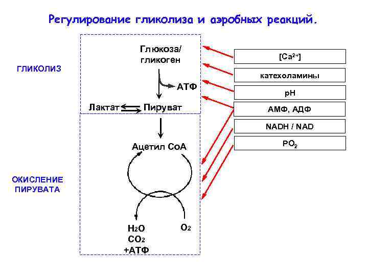 Регулирование гликолиза и аэробных реакций. Глюкоза/ гликоген ГЛИКОЛИЗ [Ca 2+] катехоламины АТФ Лактат Пируват