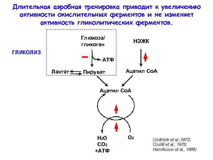 Длительная аэробная тренировка приводит к увеличению активности окислительных ферментов и не изменяет активность гликолитических